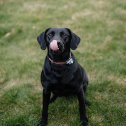 a black dog in green grass